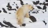 加拿大“北极灰熊”目前仍属罕见