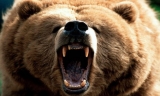 在加拿大遇熊怎么办 吼叫就能保命？
