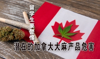 留学生要警惕潜在的加拿大大麻产品危害