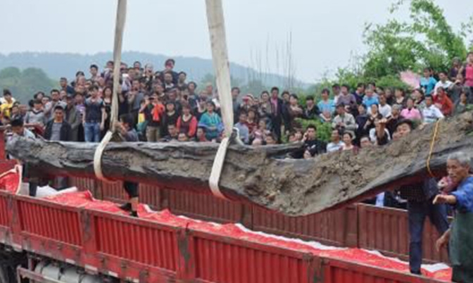 江西武宁县千年乌木重见天日 树龄在4000年以上