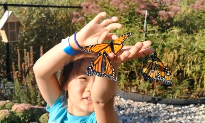 温尼伯一家华人繁育和放飞帝王蝶的故事更美
