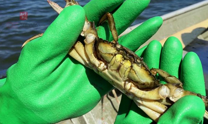 生态旅游：今年夏天去新斯科舍省抓螃蟹吧！