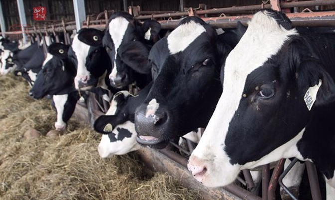 北美自贸协定：美要加开放牛奶市场份额