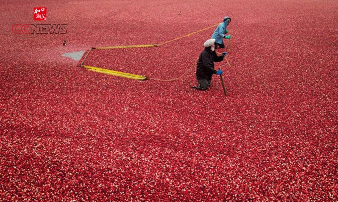 加拿大蔓越莓农场主们今年获得大丰收