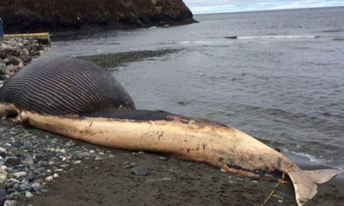 鲸尸体被海水冲上了纽芬兰岛沿海小镇石滩上