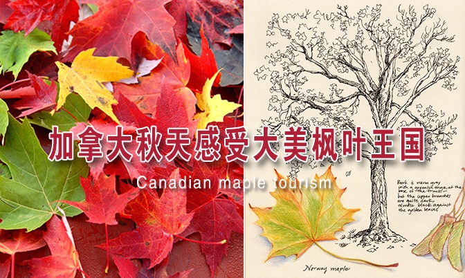 加拿大秋天感受大美枫叶王国