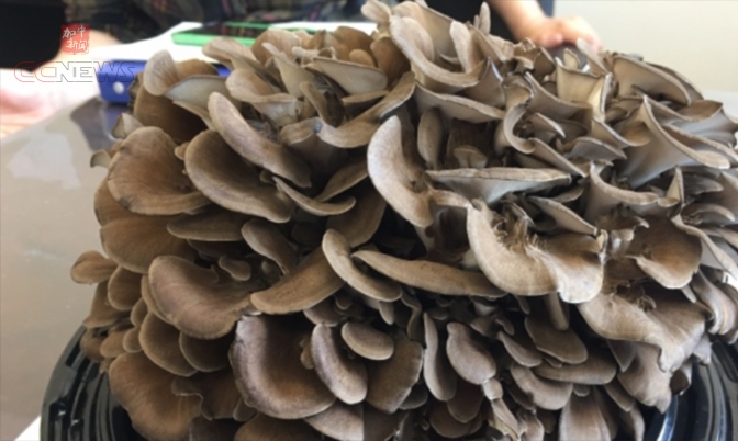 安省舞茸蘑菇在北美市场前景诱人
