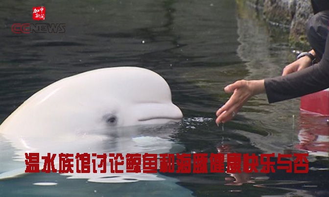 温水族馆讨论鲸鱼和海豚健康快乐与否