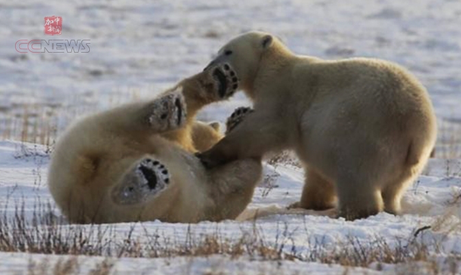 加拿大马尼托巴北极熊小镇旅馆增税