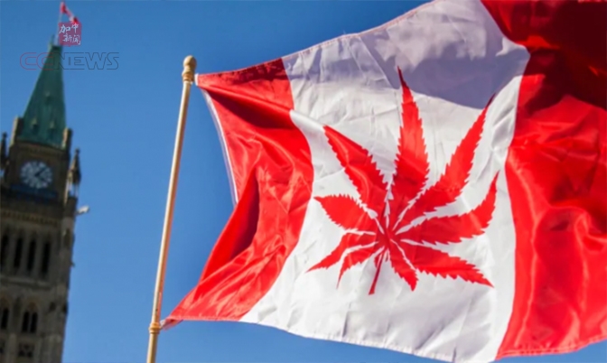 加拿大联邦政府出台大麻食品规则
