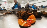对中国出口增加  加拿大的大龙虾供不应求
