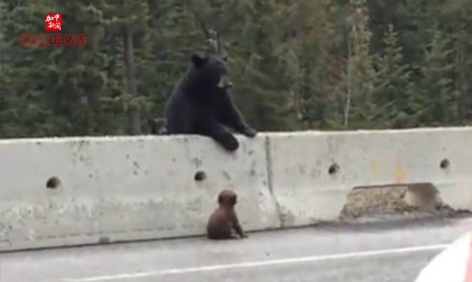 高速公路旁险象环生 母熊勇救受困小熊
