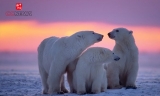 中国人成为加拿大北极熊皮的最大买家