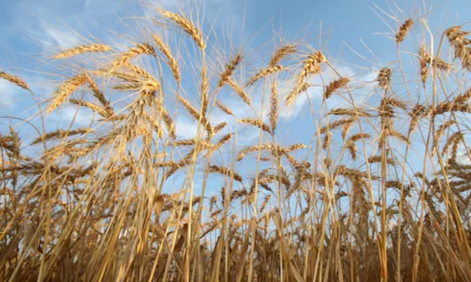 俄乌冲突小麦价格推至14年高位 消费者付出代价