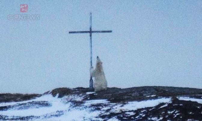 加拿大摄影师拍到北极熊对十字架&quot;祈祷&quot;